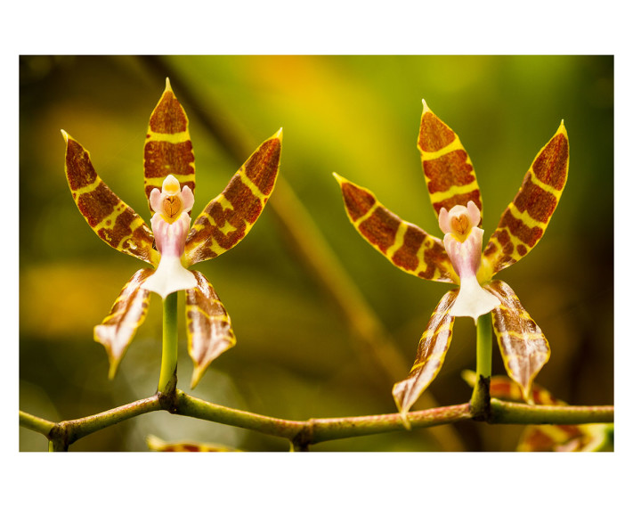 Orquídeas, Reserva de la Biósfera El Triunfo © Elí García Padilla
