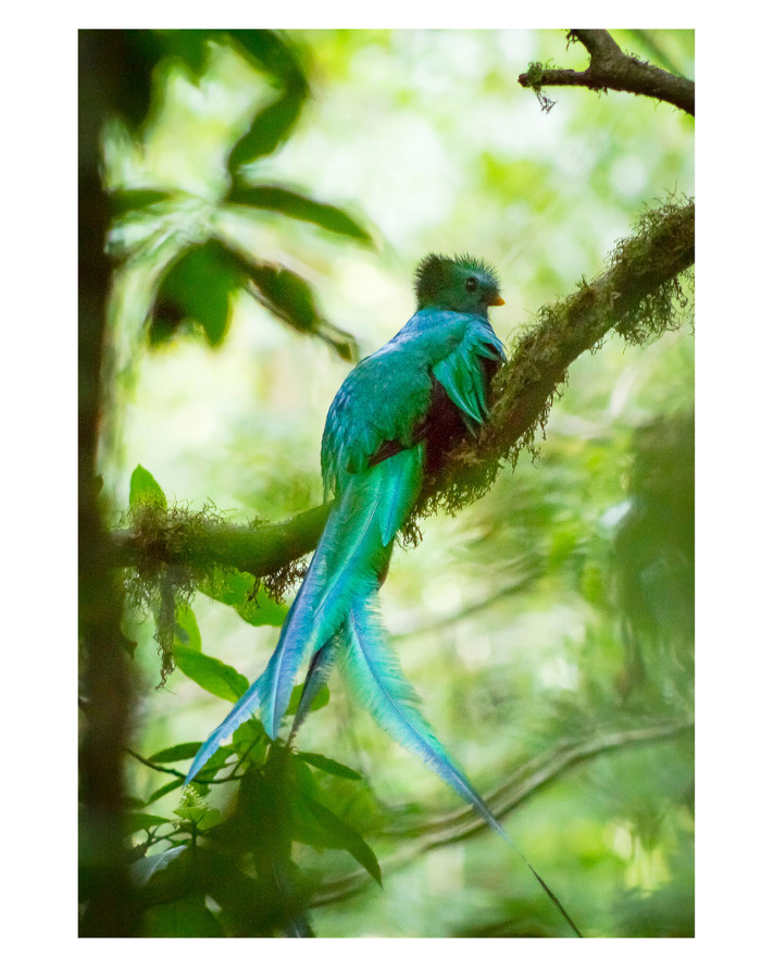 Quetzal resplandeciente © Elí García