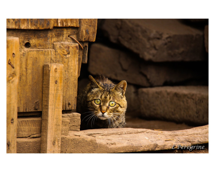 Gato al acecho © Lorenia Tamborrell