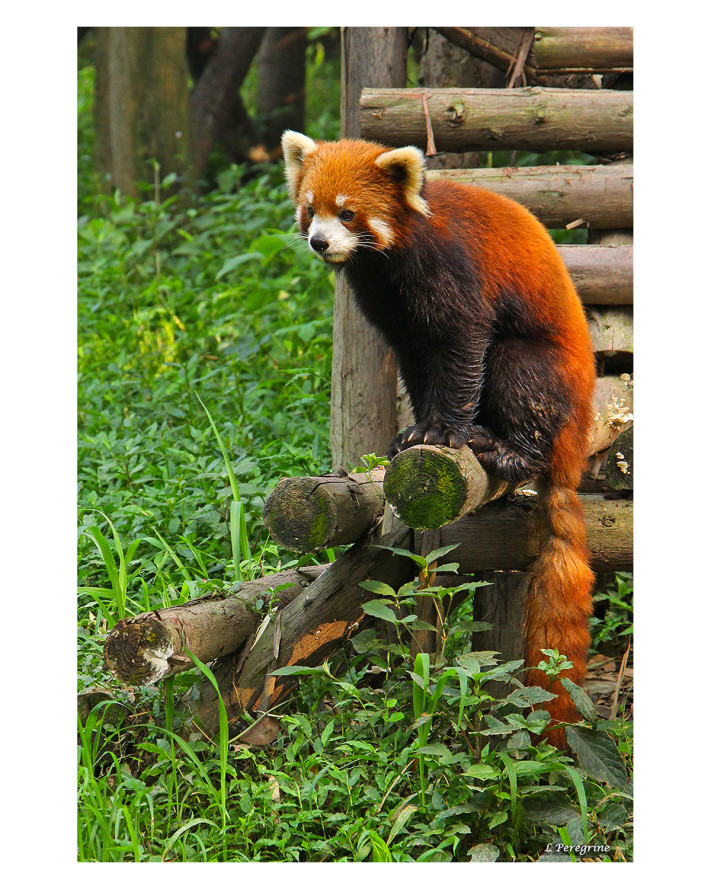 Panda rojo © Lorenia Tamborrell