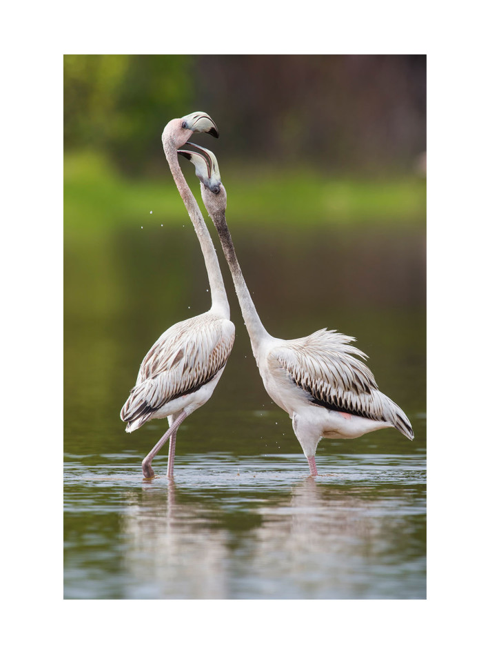Flamingo Bunyó © Voros Lorant